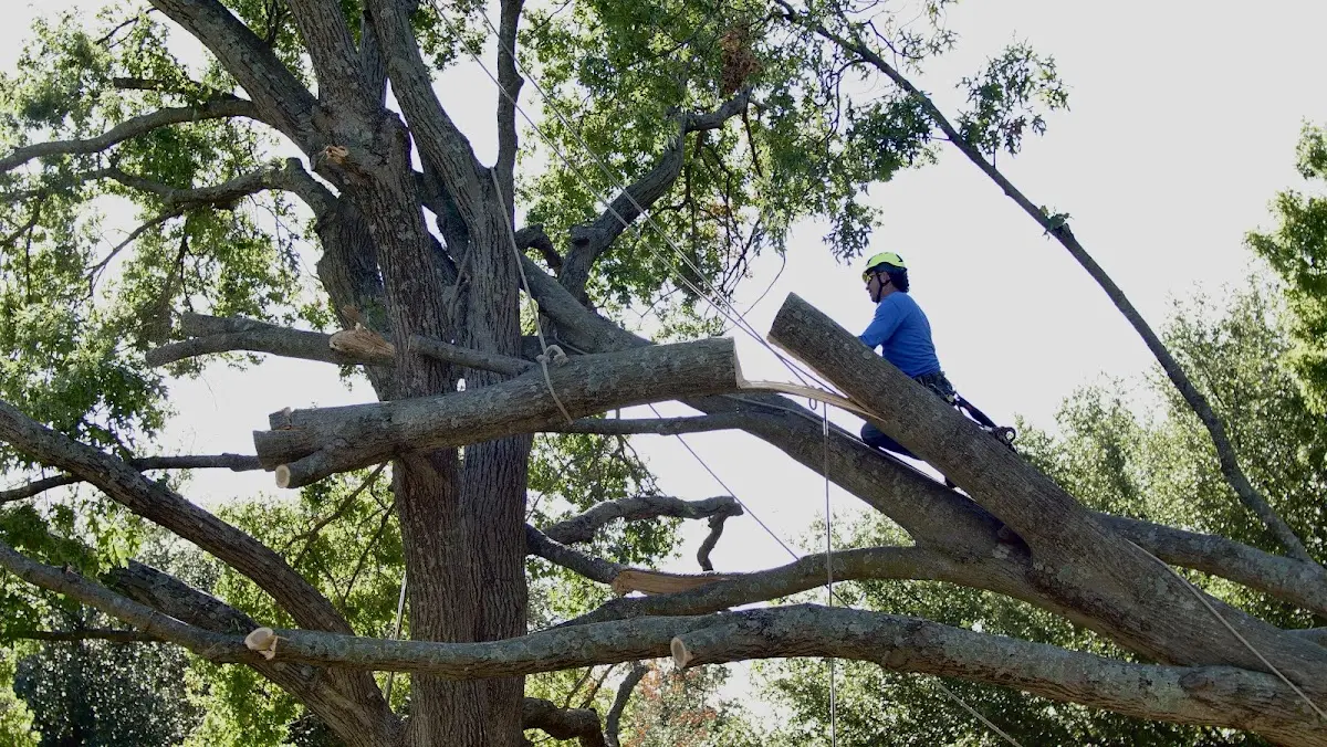 Professional Hazardous Tree Removal performed by certified arborists in Elmo