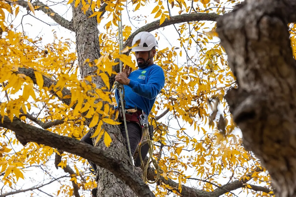 Skilled Tree Trimming crew working in Elmo